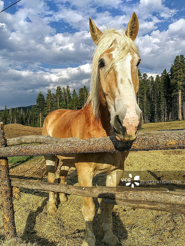 美国科罗拉多州的马的特写图片素材