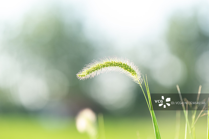 狗尾草图片素材