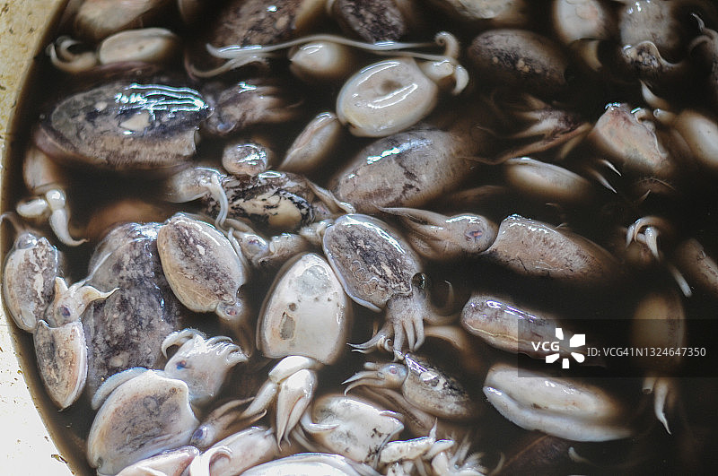 印度尼西亚鱼市场上的绚丽鱿鱼图片素材