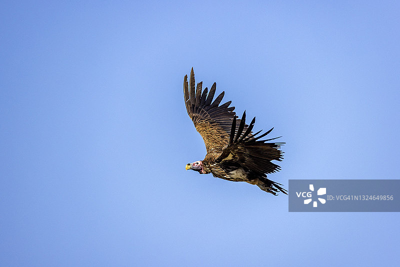 蓝天下飞翔的努比亚秃鹫图片素材