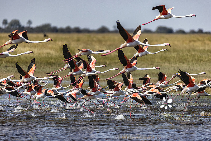 博茨瓦纳马卡迪卡迪盐沼中飞翔的大红鹳图片素材