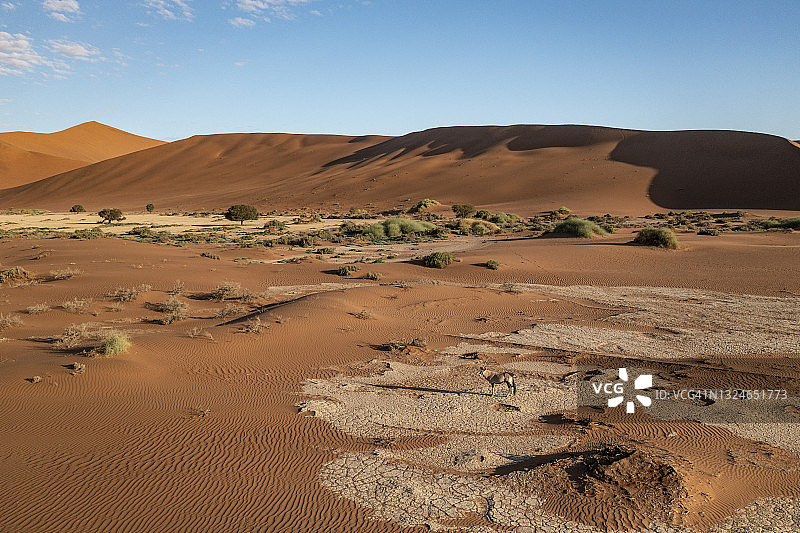 非洲剑羚在纳米布沙漠行走鸟瞰图片素材