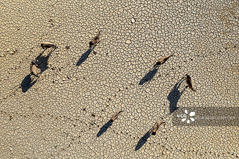 纳米布沙漠中直视角度拍摄的小群 Gemsbok Oryx 站在干燥龟裂的泥地上，投下阴影的航拍照片图片素材