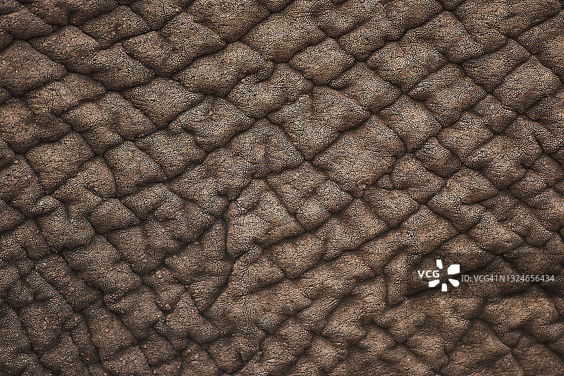 有褶皱的大象皮肤特写图片素材