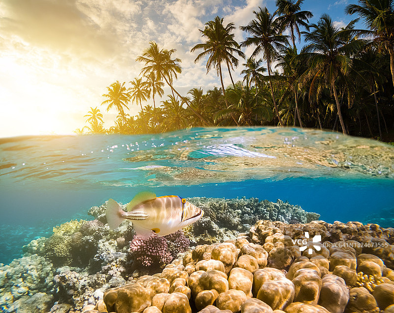 热带鱼水下场景：墨西哥热带海域浮潜图片素材