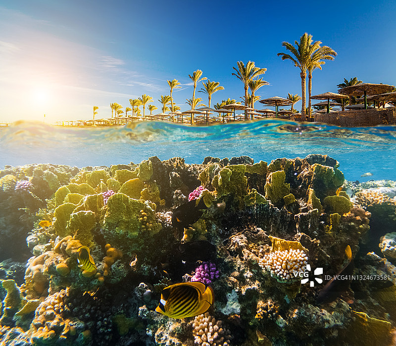 热带鱼水下场景，在埃及红海浮潜图片素材