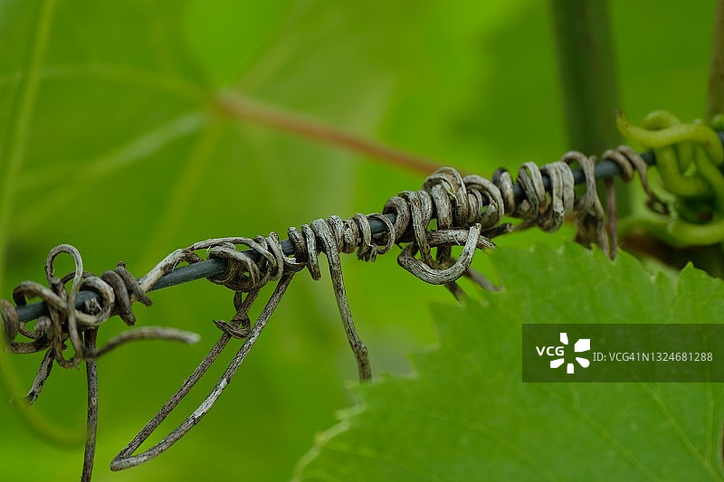 葡萄园的葡萄酒生长景色图片素材