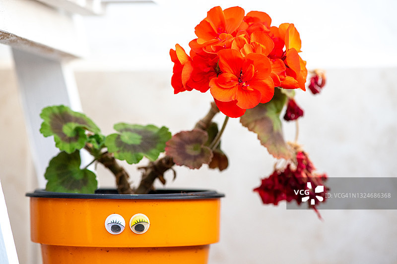 花盆里的带卡通眼睛的天竺葵图片素材