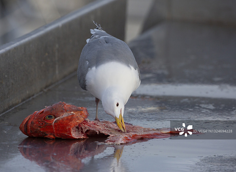 海鸥吃鱼图片素材
