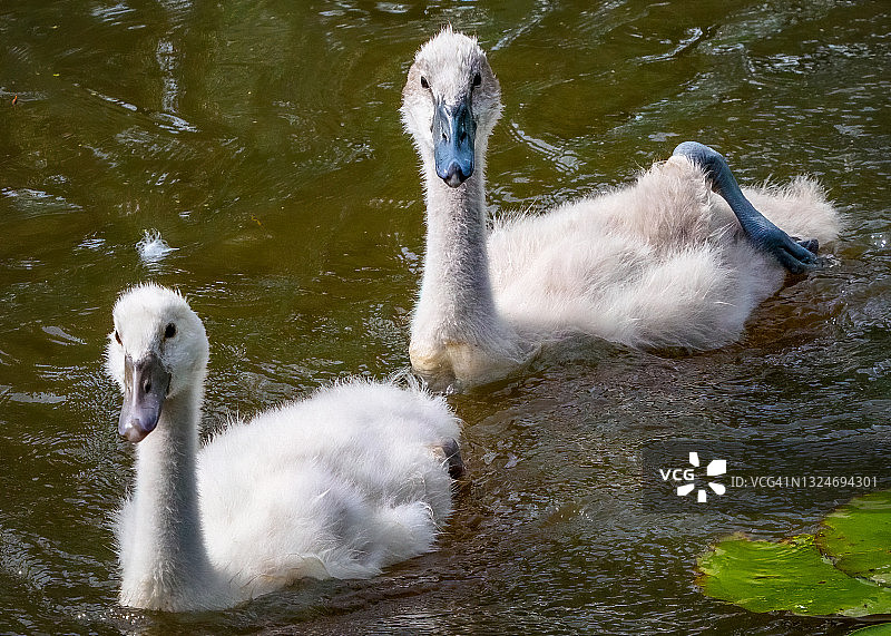 在荷兰 Landsmeer 看到的两只幼天鹅图片素材