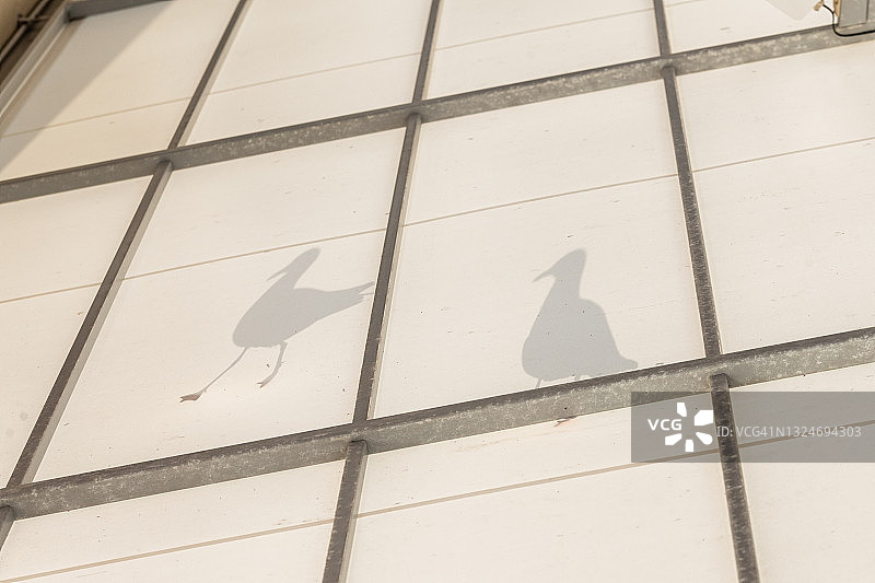 海鸥剪影图片素材