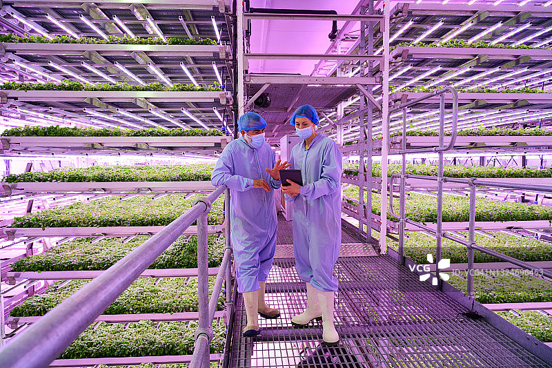 水培技术员在垂直农场讨论数据图片素材