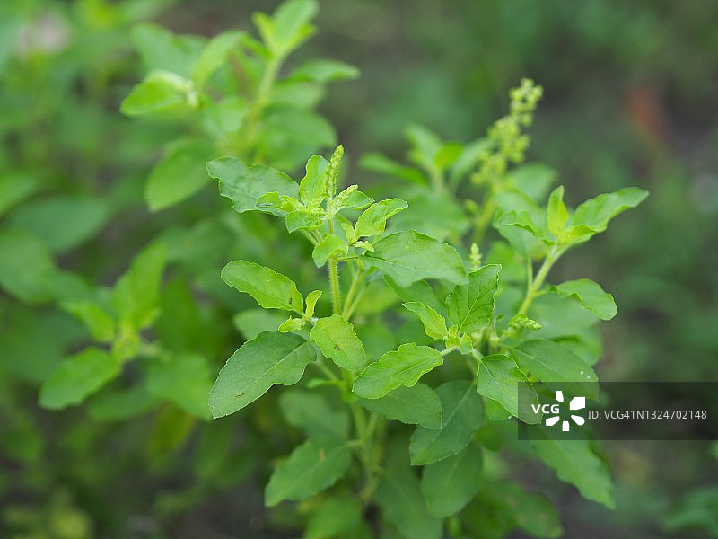 泰国圣罗勒，毛茸茸的绿叶蔬菜图片素材