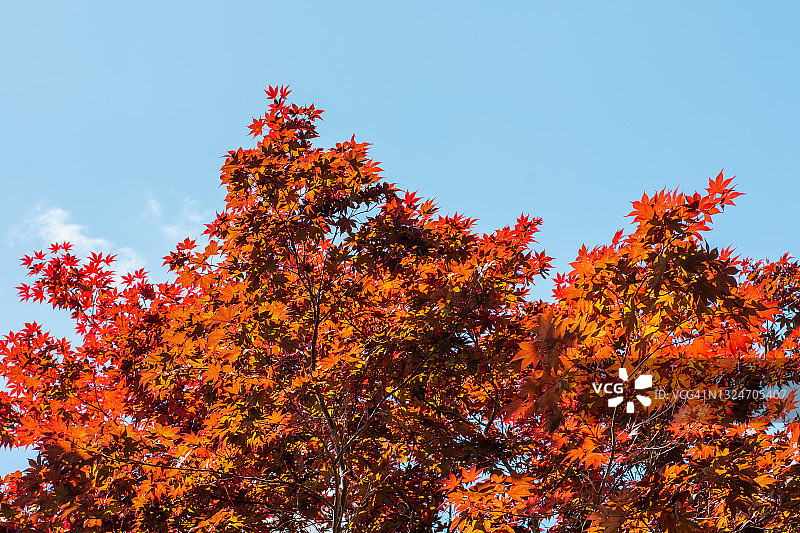 里斯本的红叶树图片素材
