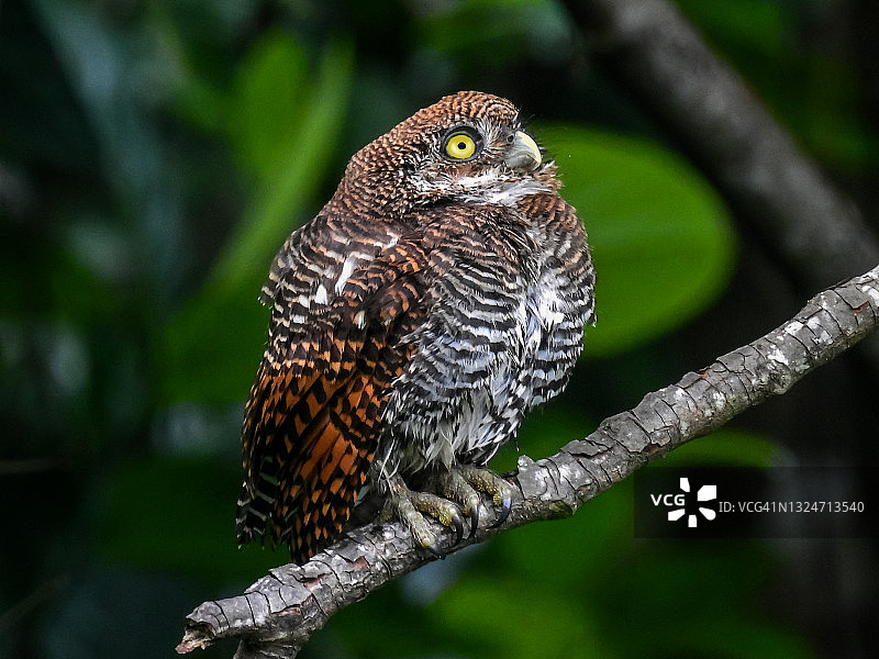 丛林小鸮图片素材