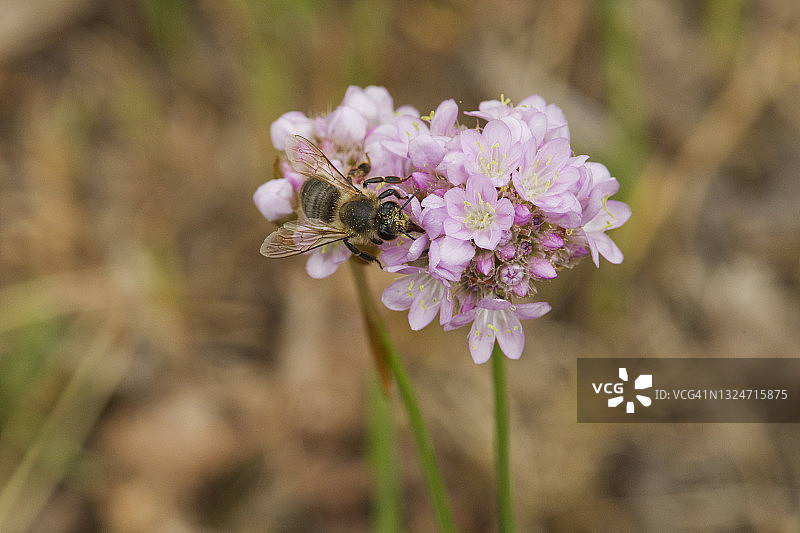 蜜蜂在花上的微距照片图片素材