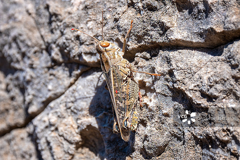 岩石上的蚱蜢特写照片图片素材