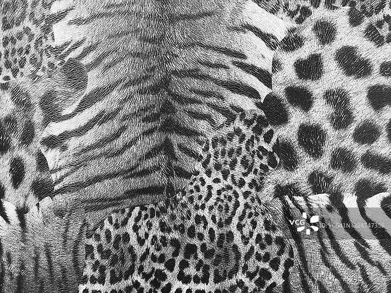 桌面上黑白动物图案图片素材