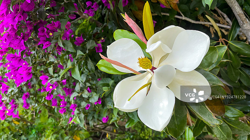 木兰开花图片素材