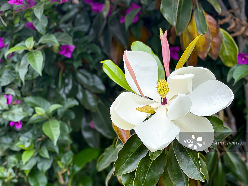 木兰开花图片素材