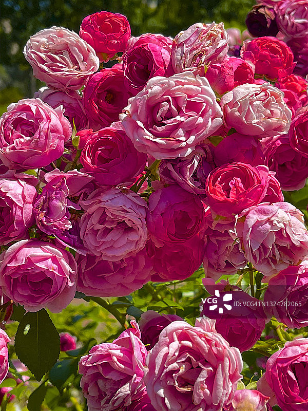 春天盛开的粉红色和红色玫瑰图片素材