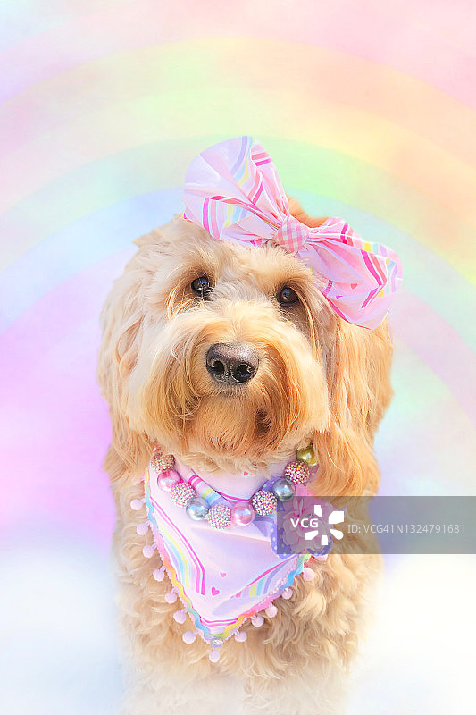 柔和的背景中可爱金毛贵宾犬幼犬与柔和的彩虹背景图片素材