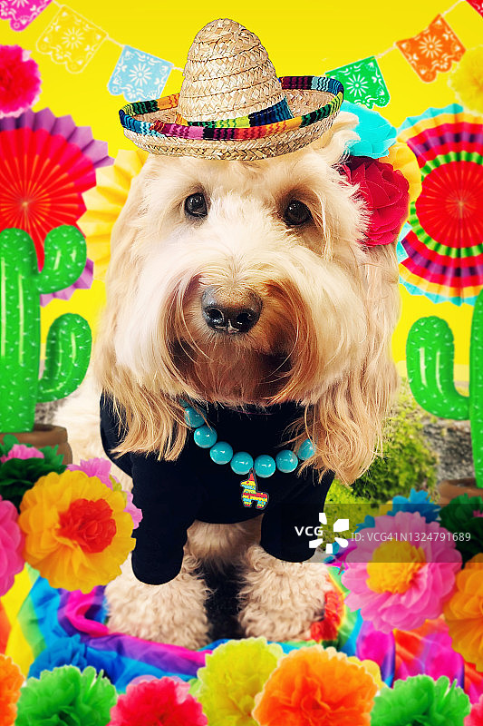 穿着墨西哥五月五日节服装的可爱金毛幼犬图片素材