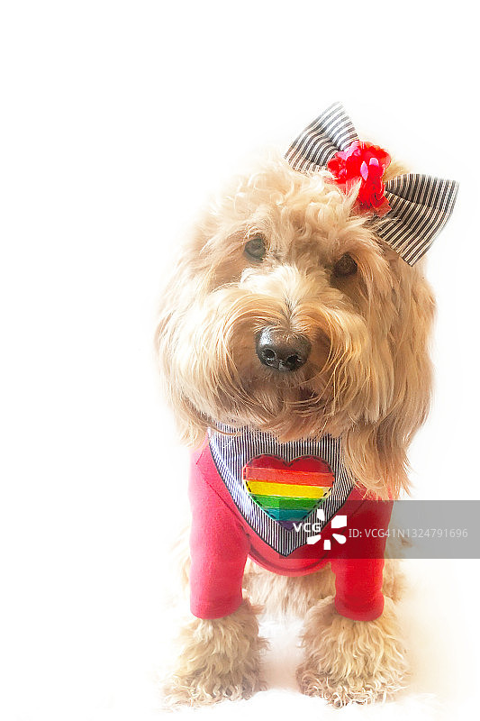 戴着彩虹爱心领巾的可爱金毛寻回犬幼犬图片素材