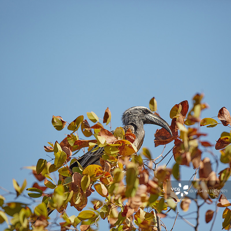 非洲灰犀鸟图片素材