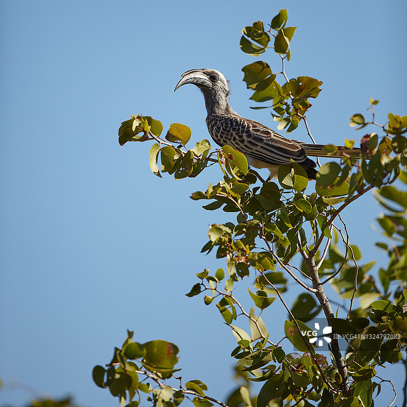 非洲灰犀鸟图片素材