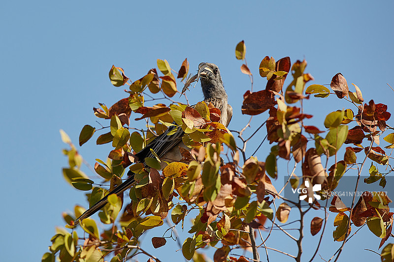 非洲灰犀鸟图片素材