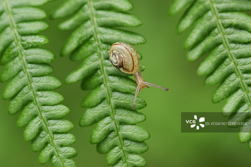 林地欧洲蕨上的小蜗牛图片素材
