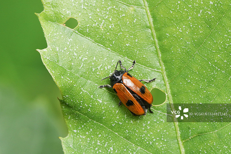 林地空地上树叶上的四点叶甲图片素材