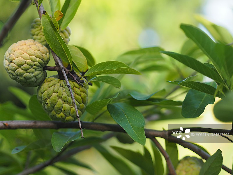 番荔枝树，番荔枝属植物，槡科。花园中黄绿色花朵盛开，背景虚化，是美味的食物图片素材
