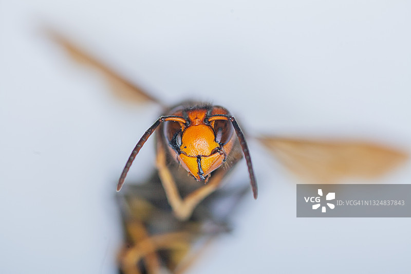 昆虫 - 亚洲胡蜂图片素材