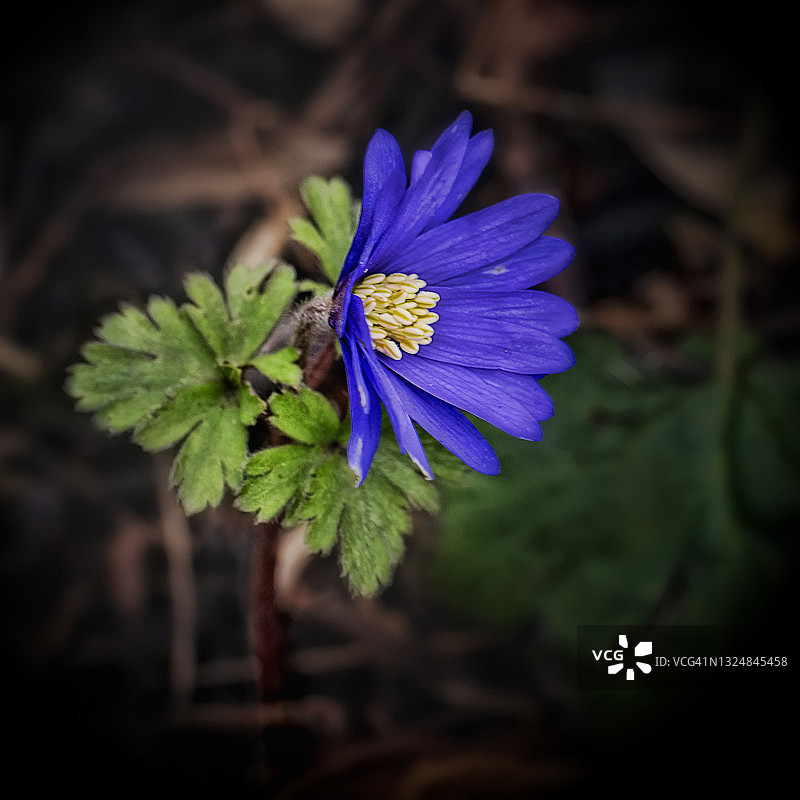 小白头翁图片素材