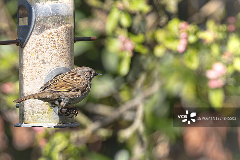 在喂鸟器旁的欧亚鹪鹩图片素材