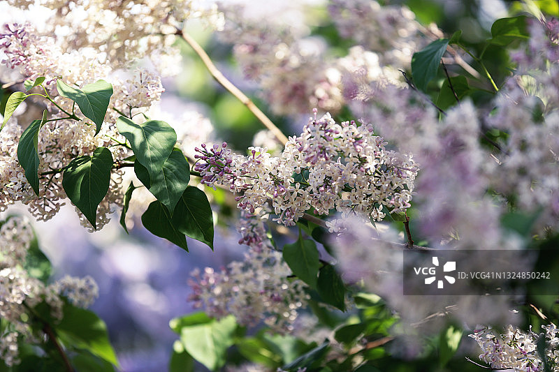 白色丁香花背景图片素材