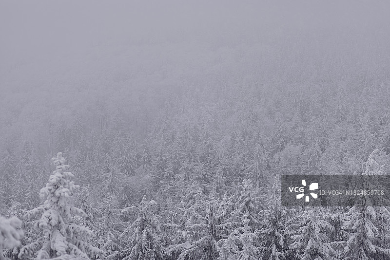 冰雪覆盖的树木。图片素材