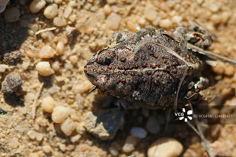 窄口蛙图片素材