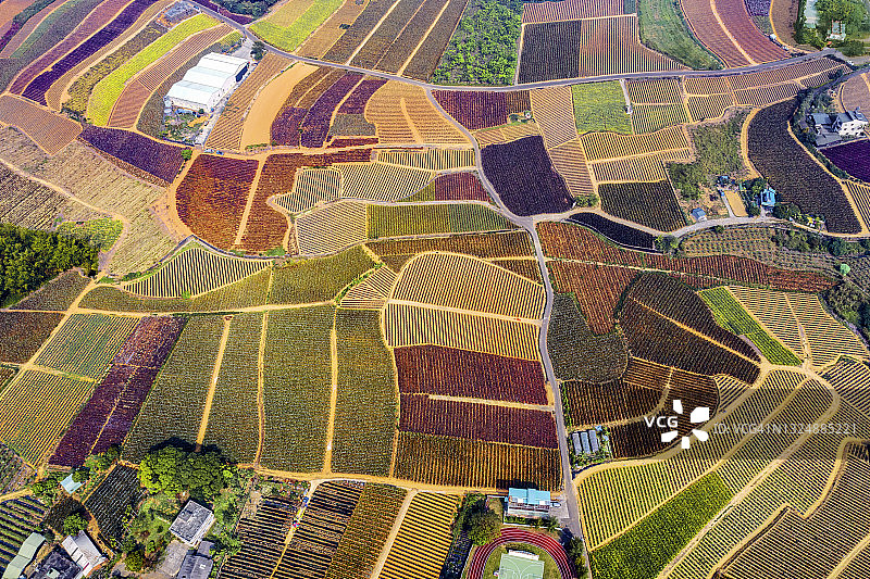彩色菠萝田图片素材