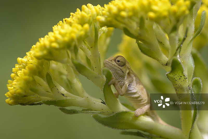 黄色花朵上的侏儒变色龙幼崽图片素材