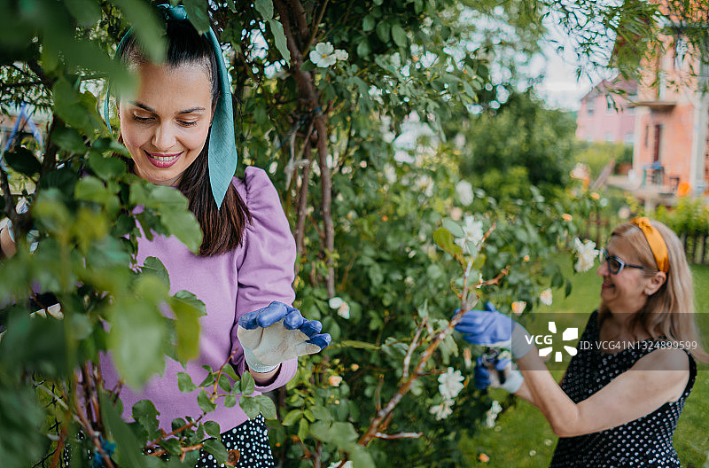 园艺玫瑰图片素材