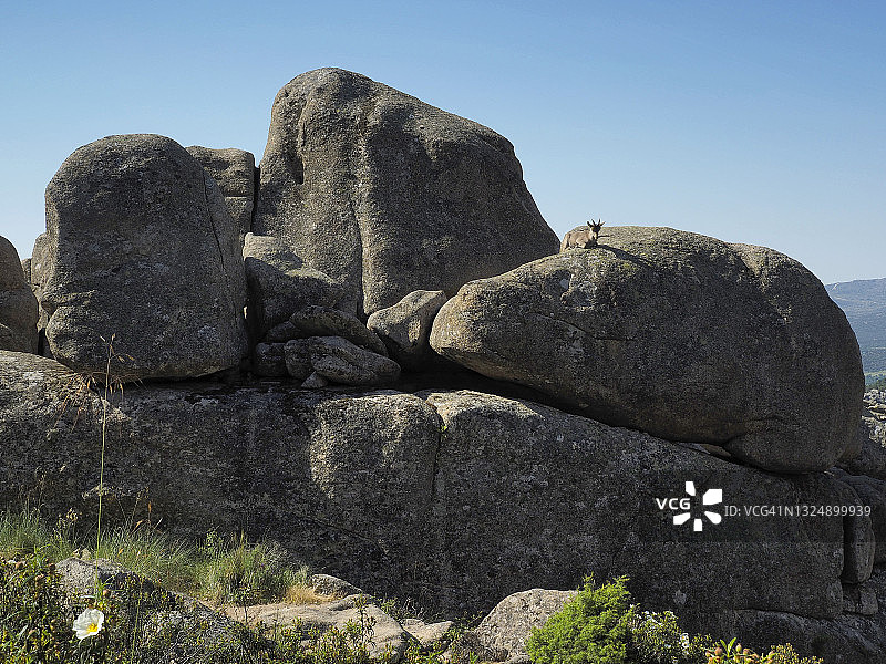 马德里拉佩德里萨山羊图片素材