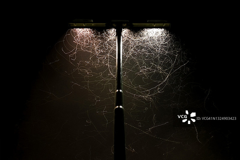 夜间昆虫被路灯吸引留下的光轨图片素材