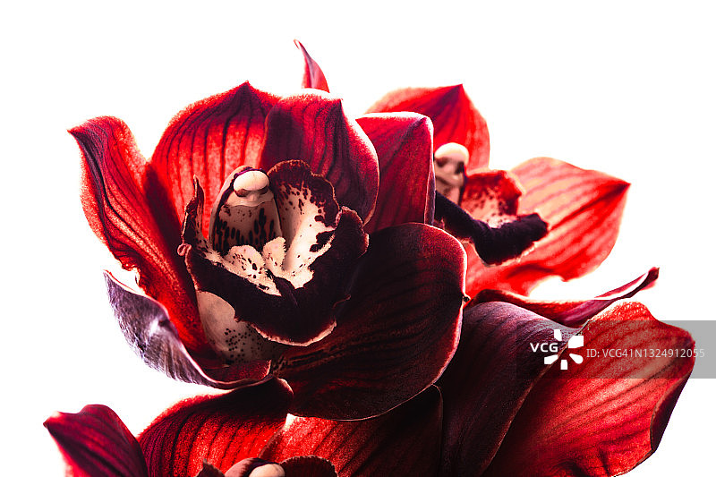 白色背景中美丽的盛开的兰花枝条。正面视角和特写图片素材