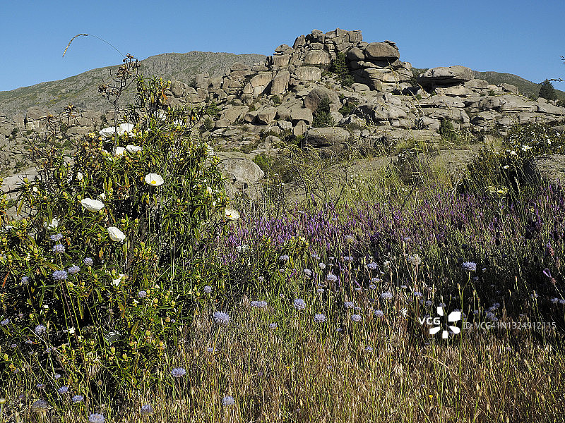 岩蔷薇、蓝蓟和法国薰衣草，在瓦尔德曼科“牧民之路和历史足迹”徒步旅行小径沿线盛开图片素材