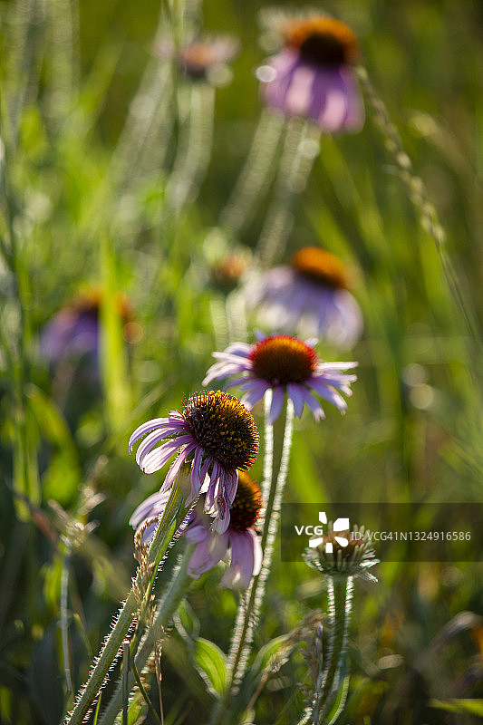 紫锥菊雏菊图片素材