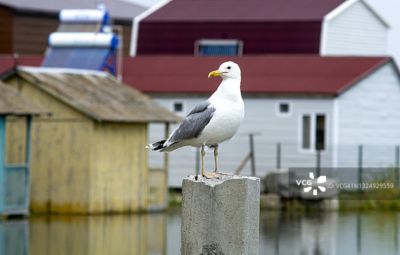 柱上栖息的海鸥与远景房屋图片素材