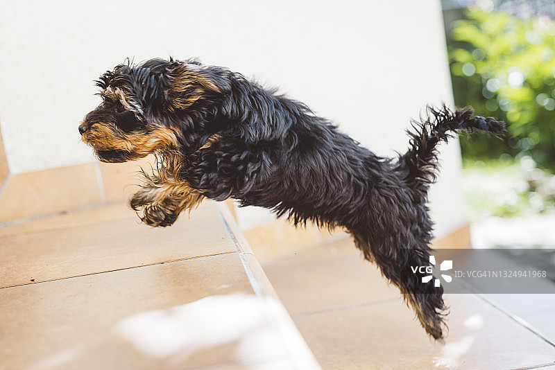 跳台阶的小狗图片素材